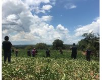 Encontraron muerto al hombre reportado como secuestrado en Capitán Bado