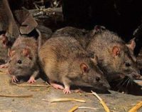 Existe posibililidad de que Hantavirus se expanda desde Argentina a países limítrofes