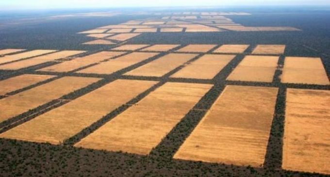 Paraguay, el segundo mayor país en deforestación del mundo