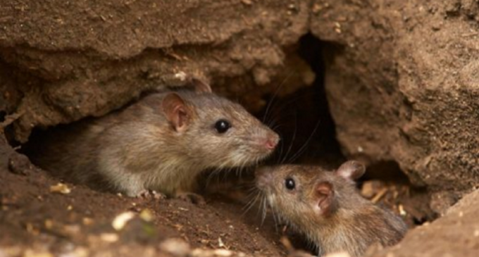 Primer caso sospechoso de Hantavirus en Capiatá