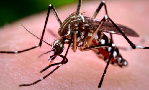 Dengue: de 90 casos, 84 son de Minga Guazú