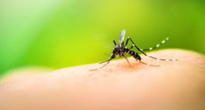 Paraguay cuenta con elementos necesarios para una epidemia de dengue