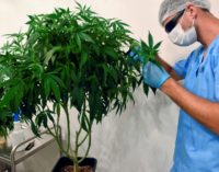 OMS pide sacar al cannabis de entre las drogas peligrosas
