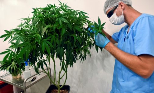 OMS pide sacar al cannabis de entre las drogas peligrosas