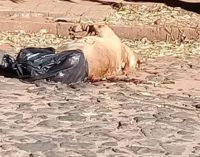 Jennifer Ruiz Díaz indignada por el abandono de un perro en la vía pública
