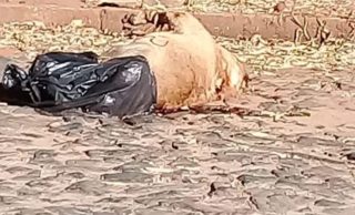 Jennifer Ruiz Díaz indignada por el abandono de un perro en la vía pública