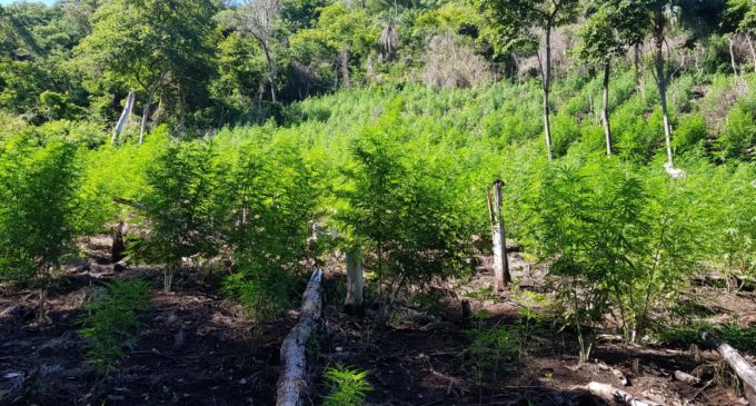 Eliminan más de 300 toneladas de marihuana en Amambay