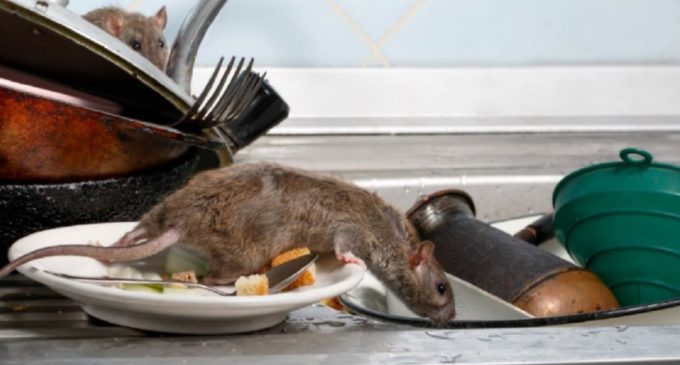 Caso de Hantavirus en Central preocupa y Salud Pública lanza alerta