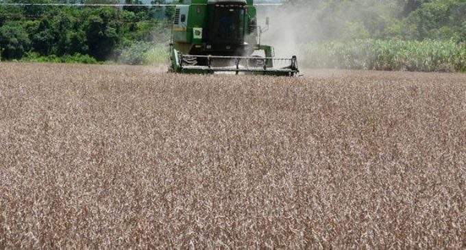 Se registra fuerte caída de exportación de soja