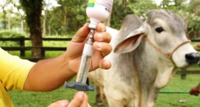 SENACSA amplía período de vacunación contra la fiebre aftosa y la brucelosis