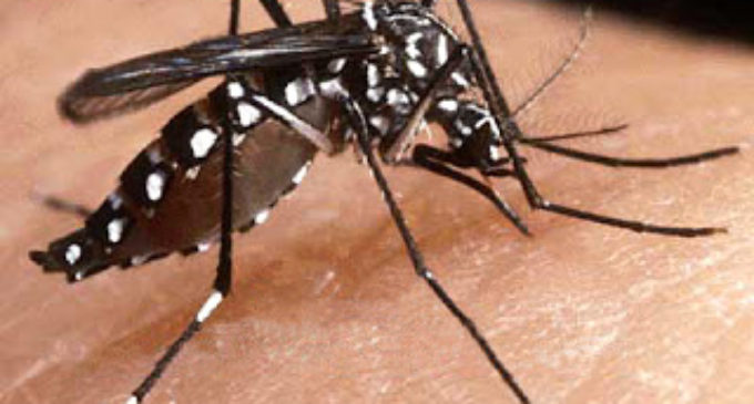 Confirman una víctima fatal del dengue