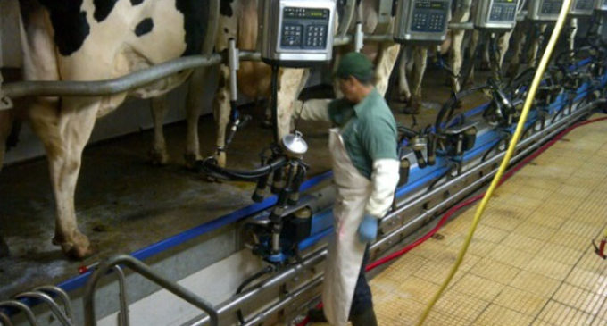 Alimentación escolar inyecta cerca de USD 20 millones a productores lácteos