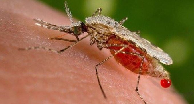 Reportan presunto dengue hemorrágico proveniente de Pedro Juan Caballero