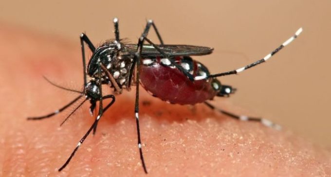 Preocupante: Se registraron más de 300 nuevos casos de dengue en la última semana