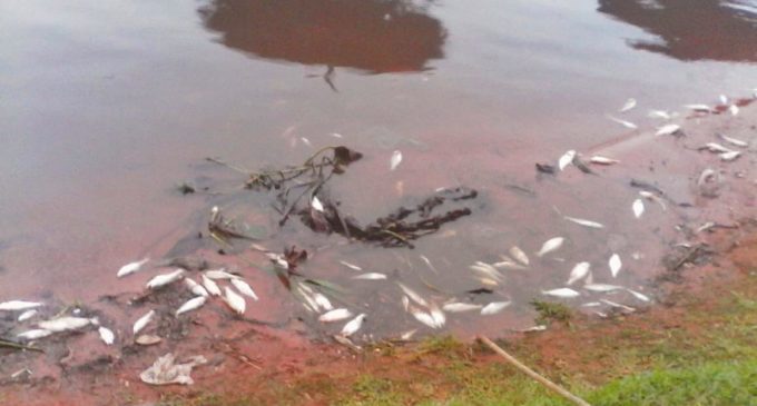 Mortandad de peces llegó a Mariano Roque Alonso