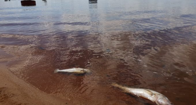 Mortandad de peces: Todo apunta a falta de oxígeno