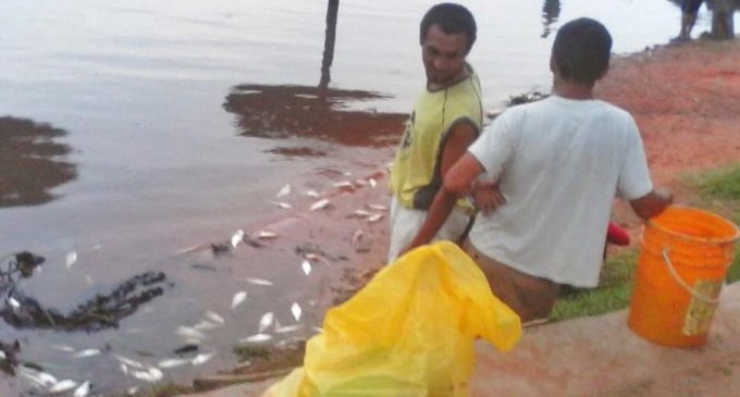 CEMIT analiza calidad del agua donde aparecieron los peces muertos