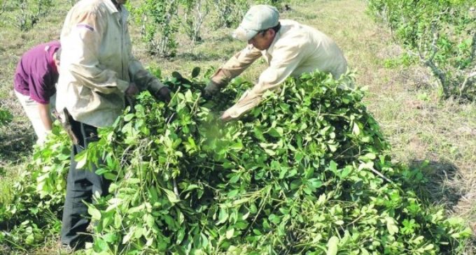 Pequeños productores de yerba se manifiestan por pocas ventas