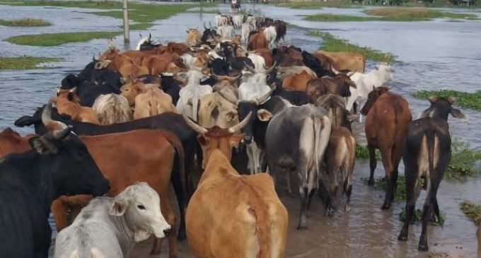 Inundaciones frenarán expectativas de repunte de hato ganadero