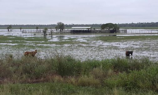 Domingo fresco a cálido y con lluvias dispersas, anuncia Meteorología