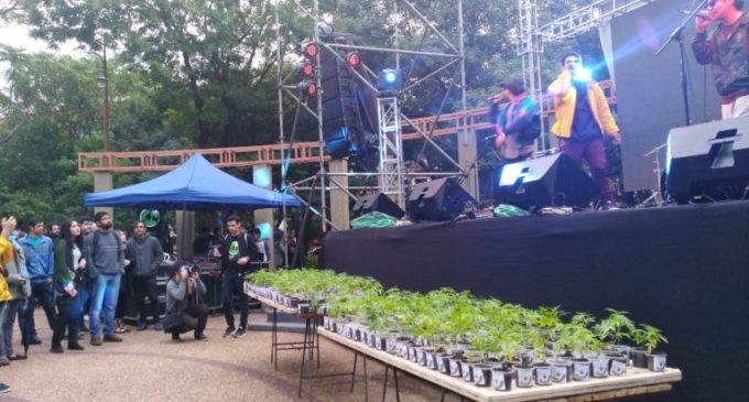 Vice Ministro de la SENAD denuncia a Mamá Cultiva