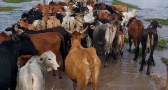 Ganado y agricultura, los peores afectados por las inundaciones a nivel país