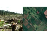 INFONA anuncia plataforma pública para monitoreo de bosques