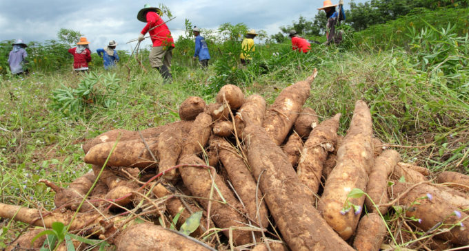 San Pedro: Productores de mandioca claman asistencia del Gobierno