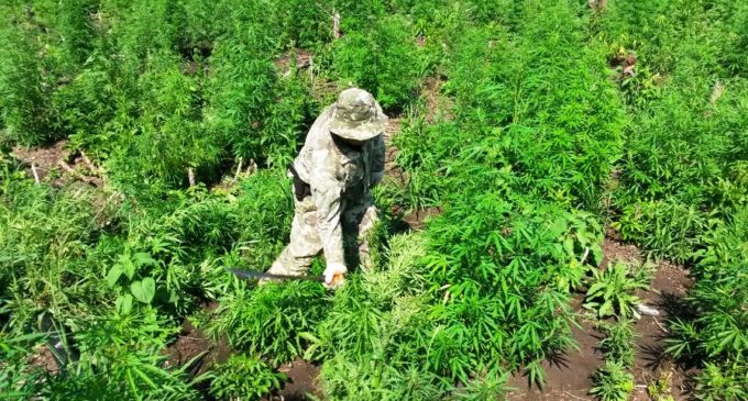 Alianza de Paraguay, Argentina y Brasil plantea soluciones ante cultivo de marihuana