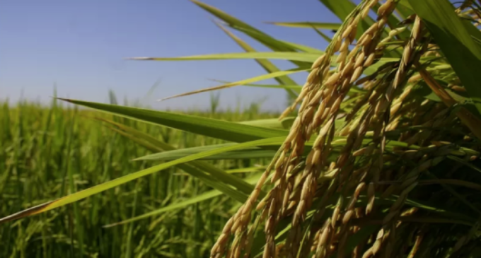 Arroceros, preocupados por inminente aprobación de cobro de aranceles en Brasil
