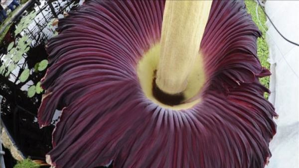 Una flor de dos metros y olor a cadáver es éxito en Australia