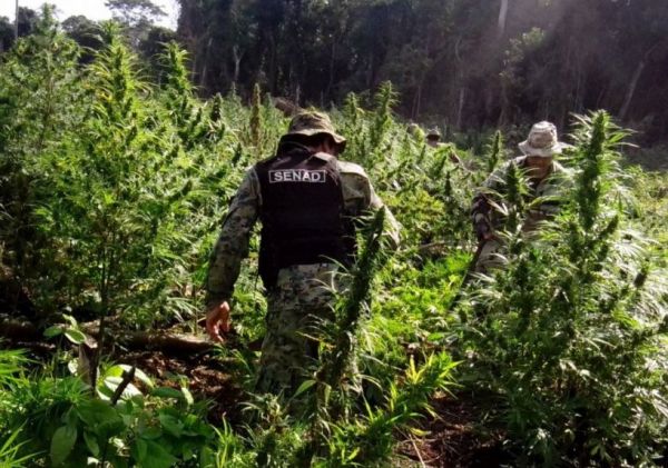 Decomisan plantación de marihuana en Morombí