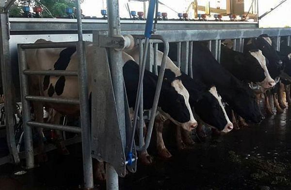 Mediante alianza público privada productores de Yuty inician comercialización de leche