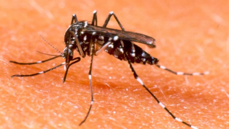 Detectaron cinco casos positivos de zika en Estados Unidos y España