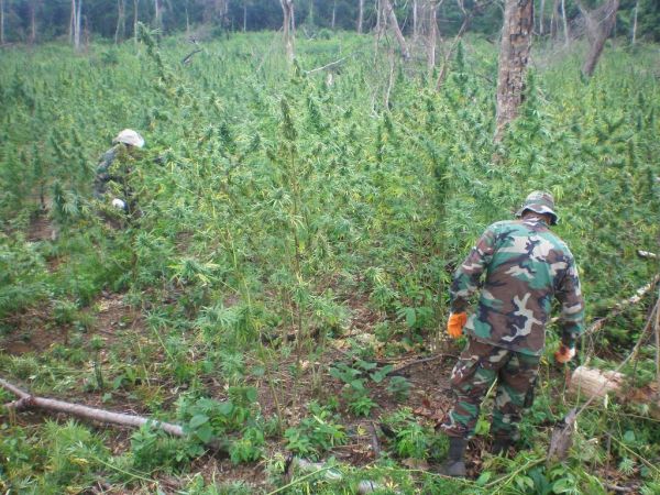 Senad: Villa Ygatimí es una zona roja para el cultivo de marihuana