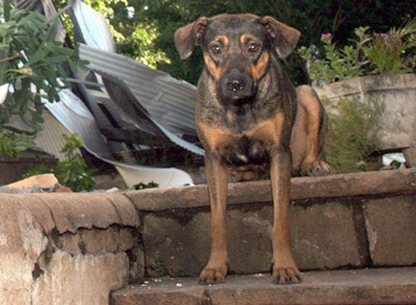 Trabajan para habilitar albergue para animales en zonas ribereñas