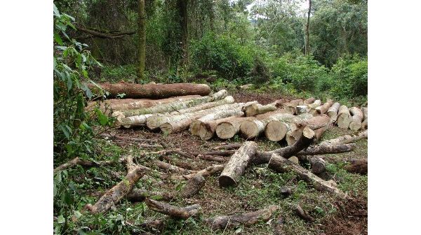 Piden la rebeldía de dos brasileños y un paraguayo imputados por delitos ambientales