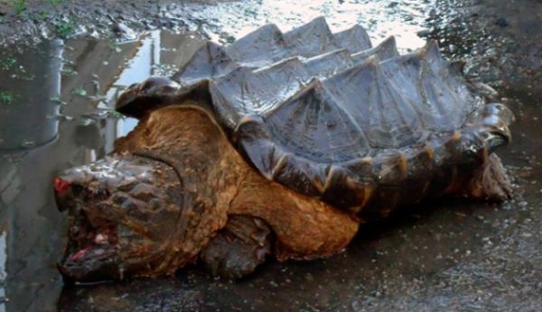 Aparición de una ?tortuga dinosaurio? asombra a toda Rusia