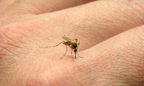 Chikungunya: Confirman dos nuevos casos
