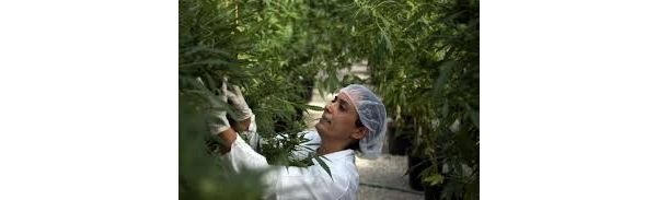Debaten uso de marihuana medicinal