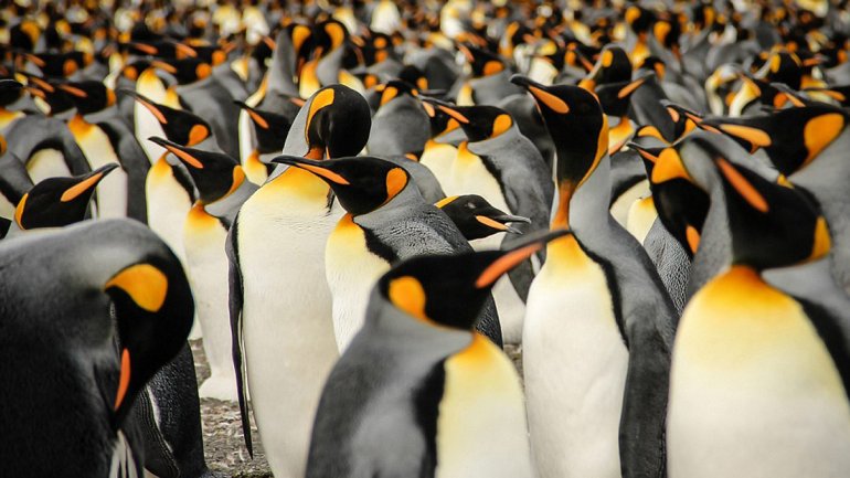 Unos 150.000 pingüinos murieron en la Antártida por desplazamiento de iceberg