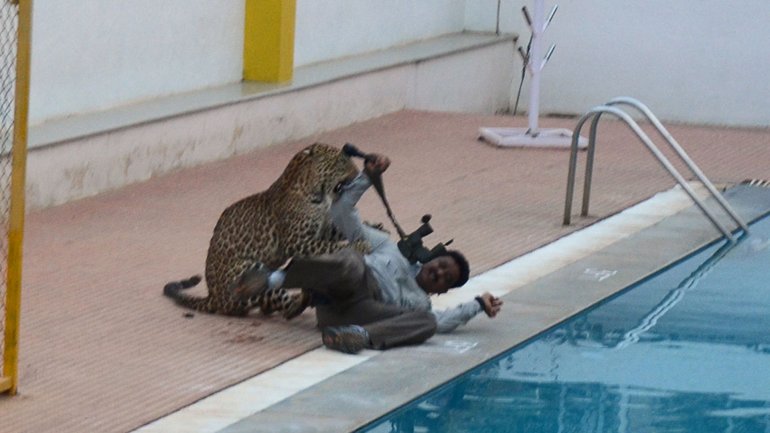 India: un leopardo entró a una escuela y dejó seis heridos