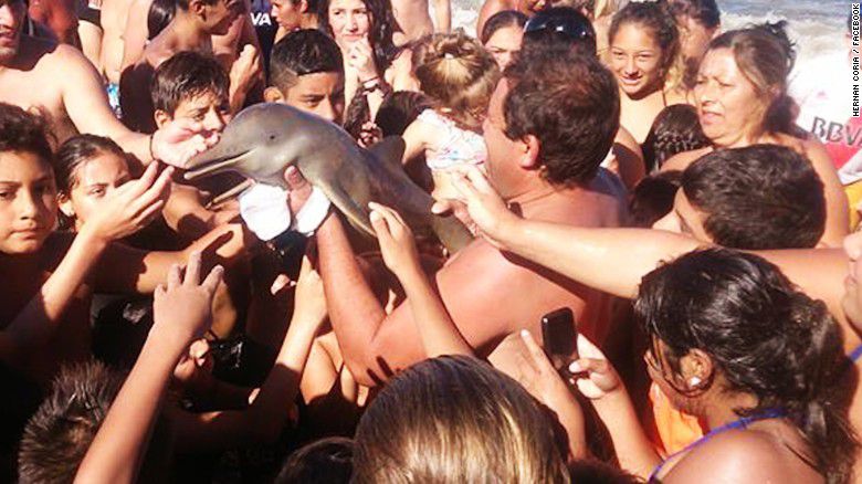 Delfín bebé muere tras ser sacado del mar para una ‘selfie’