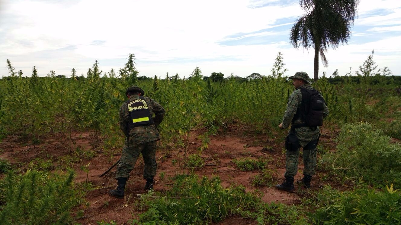 Destruyen 7 hectáreas de marihuana en etapa de cosecha