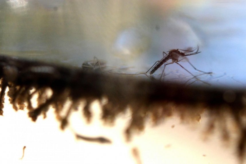 Zika: Obama trata de tranquilizar a los estadounidenses