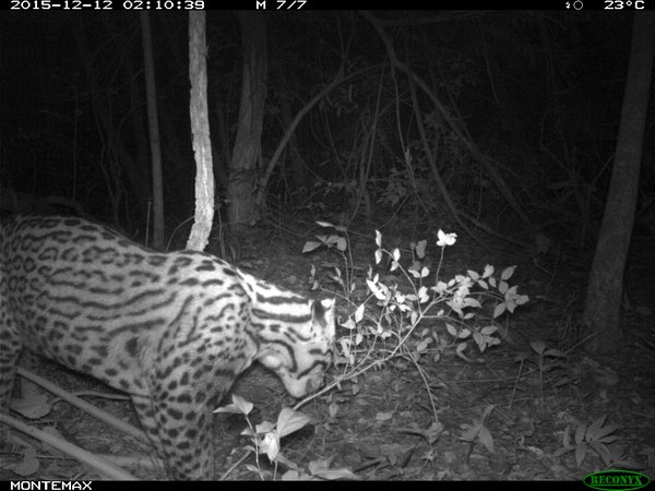 Hallan en Argentina un felino considerado extinto desde hace más de una década