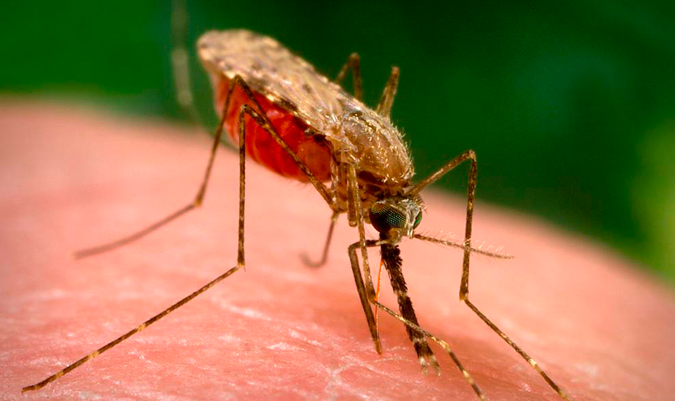Nuevo virus trasmitido por mosquito: El “nyong-nyong”