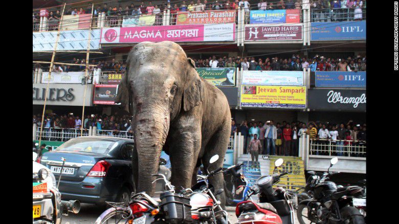Un elefante causa conmoción en la India