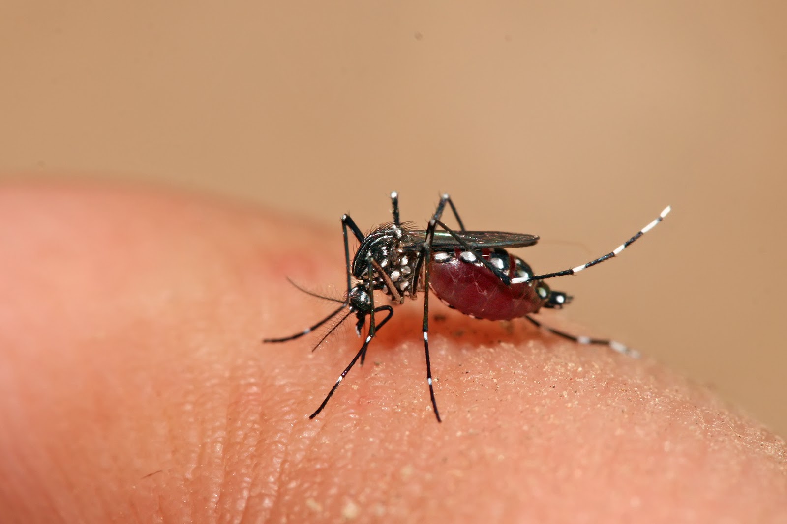 La OPS destinará 8,5 millones de dólares en ayuda a los países afectados por el zika