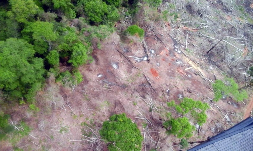 Prisión para deforestadores de reserva Campos Morombí